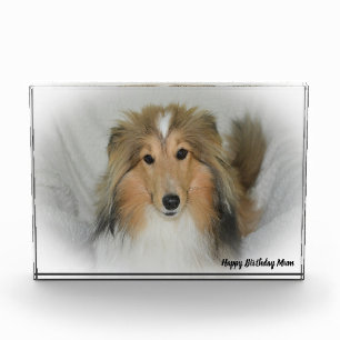 Shetland-Schäferhund Fotoblock
