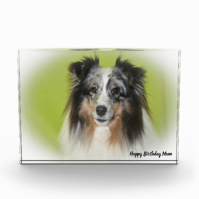 Shetland Sheep Dog Fotoblock (Vorderseite)