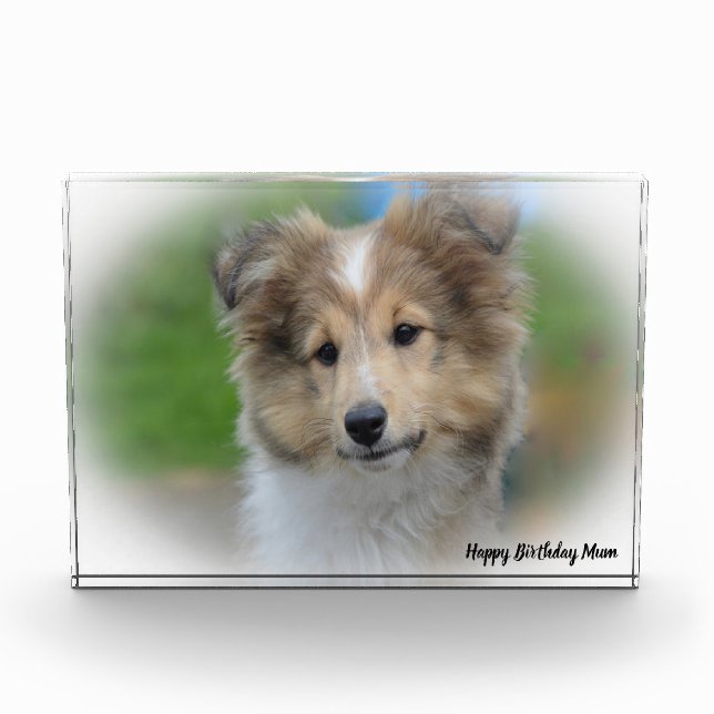 Shetland Sheep Dog Fotoblock (Vorderseite)