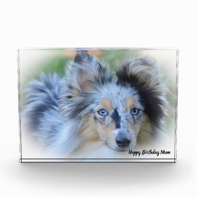 Shetland Sheep Dog Fotoblock (Vorderseite)