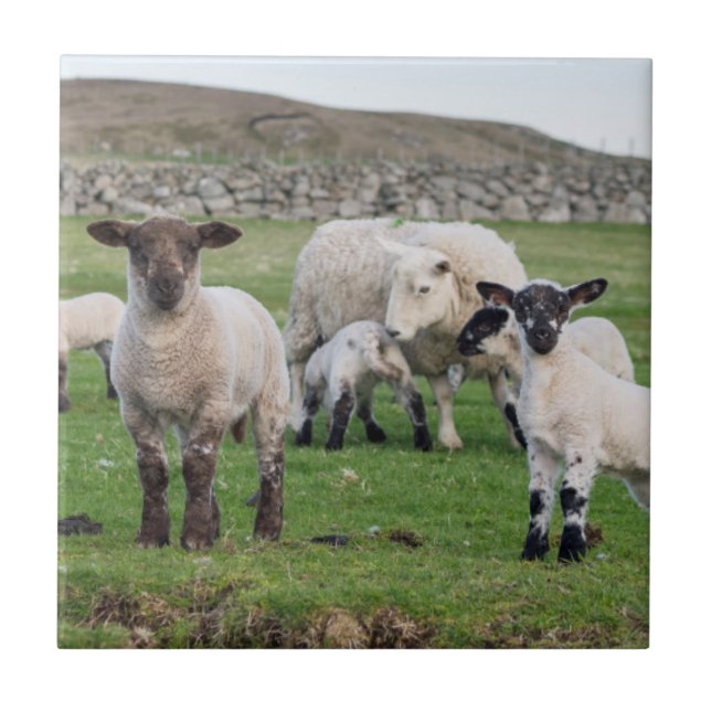 Shetland Sheep Fliese (Vorderseite)