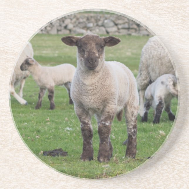 Shetland Sheep Getränkeuntersetzer (Vorne)