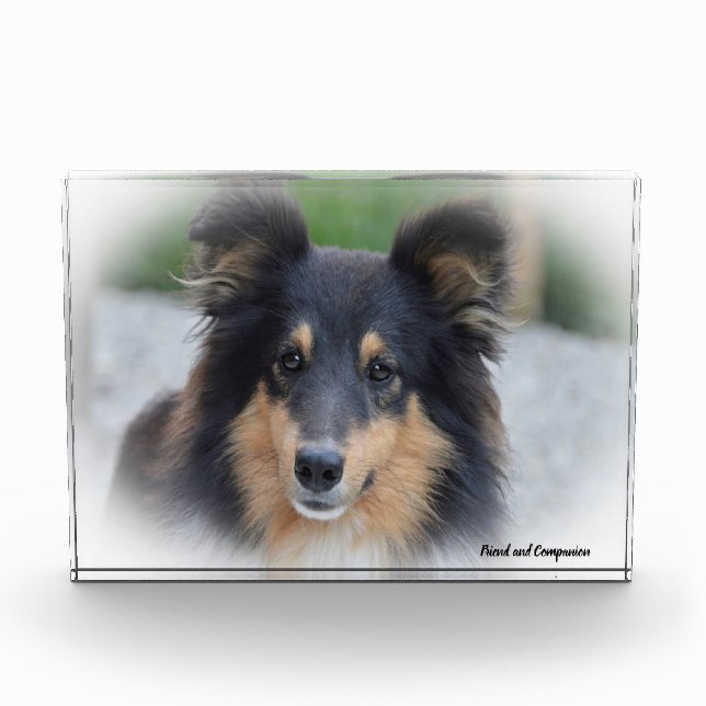 Shetland Sheep Hund. Fotoblock (Vorderseite)