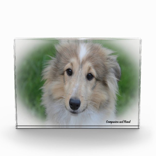Shetland Sheep Hund. Fotoblock (Vorderseite)