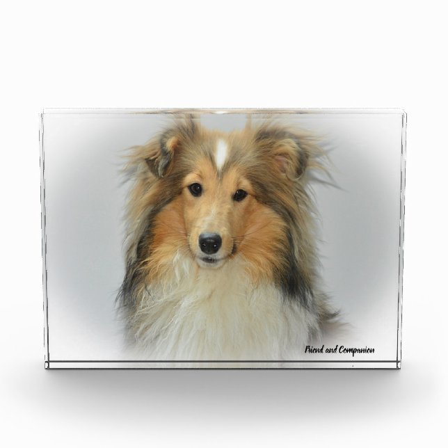 Shetland Sheep Hund. Fotoblock (Vorderseite)
