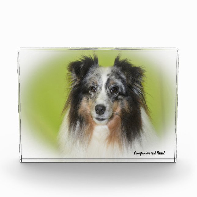 Shetland Sheep Hund. Fotoblock (Vorderseite)