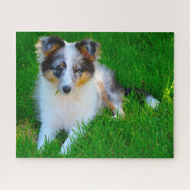 Shetland Sheep Hund Jigsaw. (Horizontal)