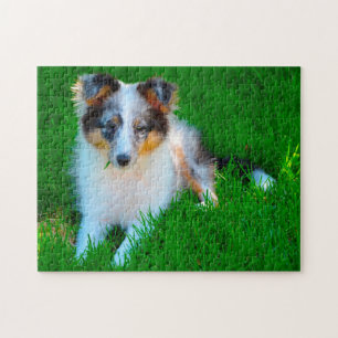 Shetland Sheep Hund Jigsaw.