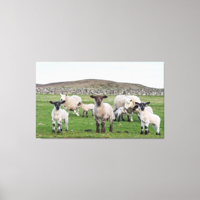 Shetland Sheep Leinwanddruck (Vorderseite)