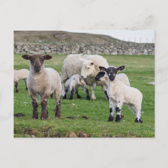 Shetland Sheep Postkarte (Vorderseite)