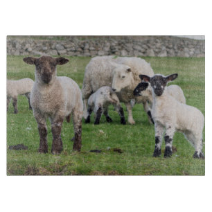 Shetland Sheep Schneidebrett