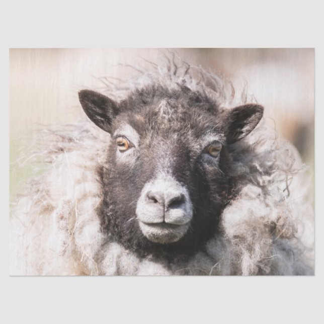 Shetland Sheep Seidenpapier (Vorderseite)