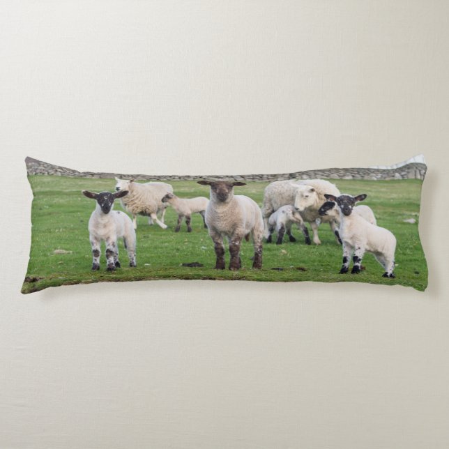 Shetland Sheep Seitenschläferkissen (Vorderseite)