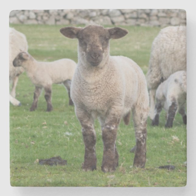 Shetland Sheep Steinuntersetzer (Vorderseite)