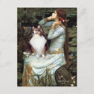 Shetland Sheepdog 18 - Ophelia Sitzend Postkarte