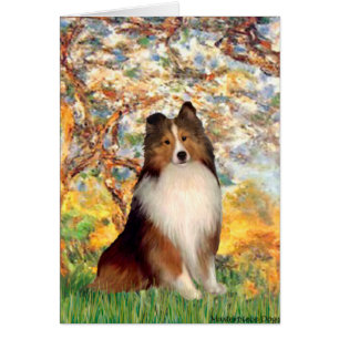 Shetland Sheepdog 1 - Printemps