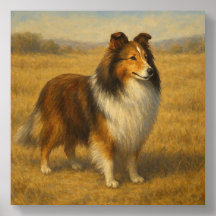 Shetland Sheepdog