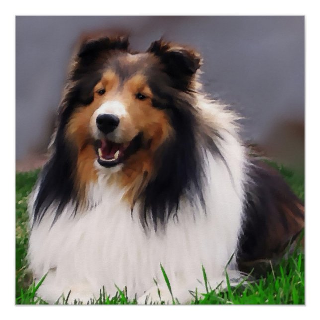 Shetland Sheepdog Art Poster (Vorderseite)