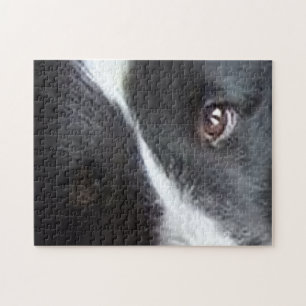 Shetland Sheepdog Augen