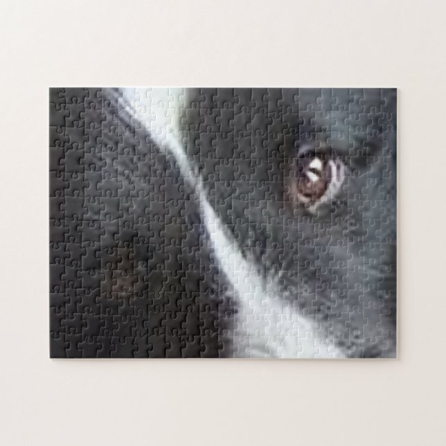 Shetland Sheepdog Augen (Horizontal)
