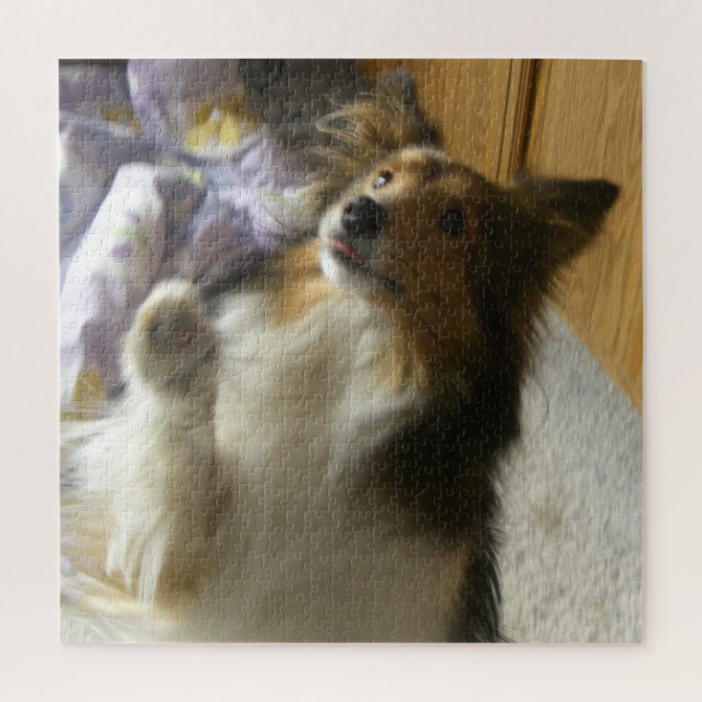 Shetland Sheepdog Bettelt (Vertikal)