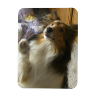 Shetland Sheepdog Bettelt Magnet