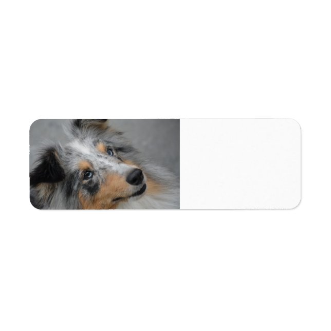 Shetland Sheepdog Blau Tri (Vorne)