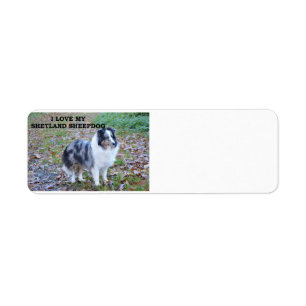 shetland-sheepdog-blue merle white tan Liebe w pic