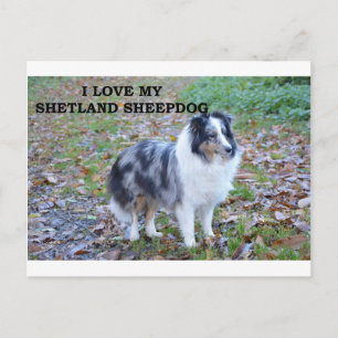 shetland-sheepdog-blue merle white tan Liebe w pic Postkarte