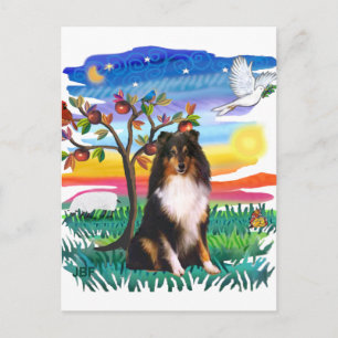Shetland Sheepdog (dreifarbig) Postkarte