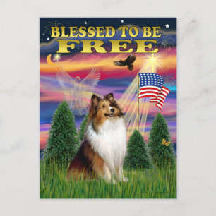 Shetland Sheepdog (Einmal und Weiß) Postkarte