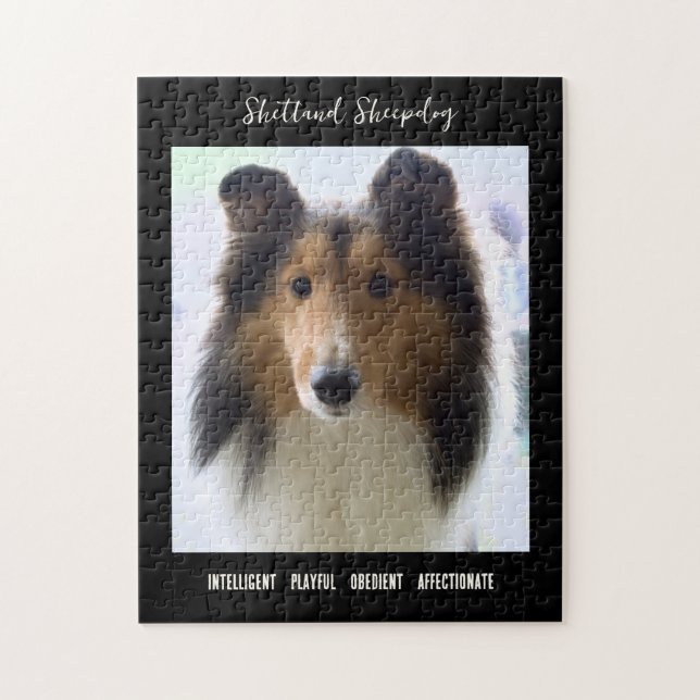 Shetland Sheepdog Foto Hunde Rasse (Vertikal)