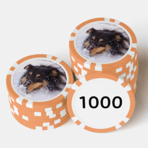 Shetland Sheepdog liegt im Schnee Pokerchips