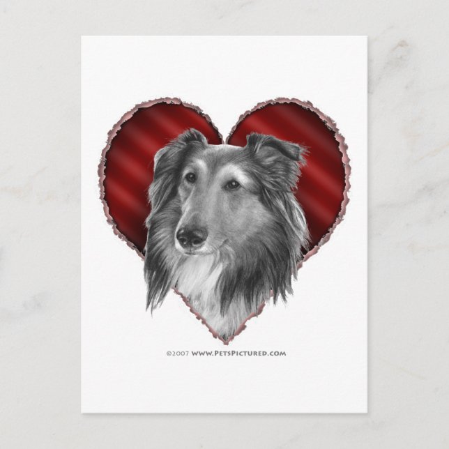 Shetland Sheepdog mit Herz Postkarte (Vorderseite)