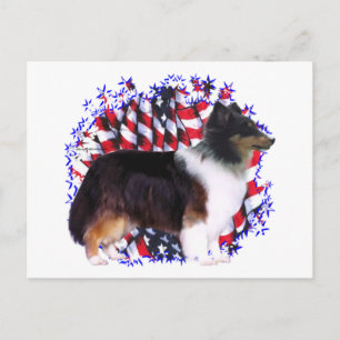 Shetland Sheepdog Patriot Postkarte