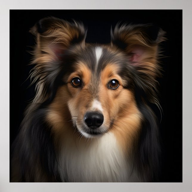 Shetland Sheepdog Poster (Vorne)