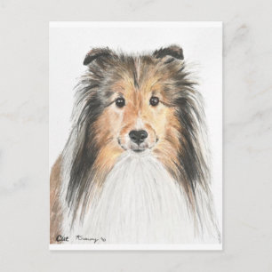 Shetland Sheepdog Postkarte