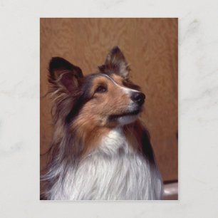 Shetland Sheepdog Postkarte