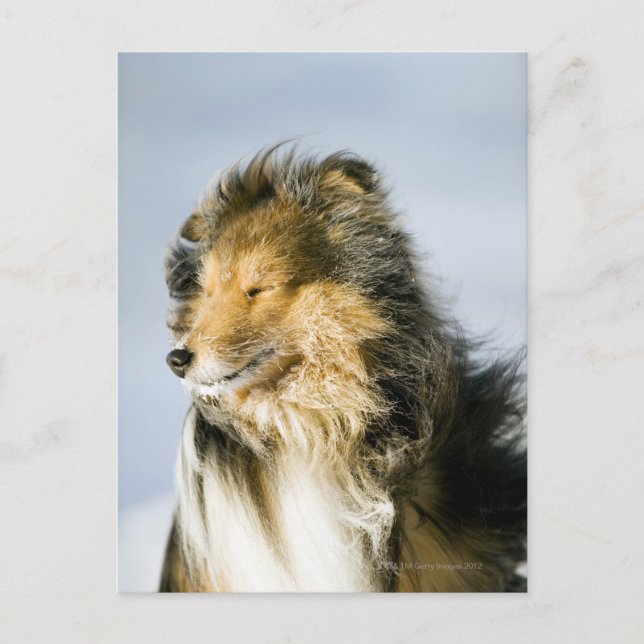Shetland Sheepdog Postkarte (Vorderseite)