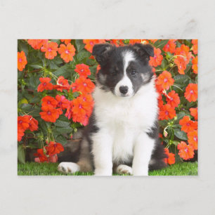 Shetland Sheepdog Postkarte