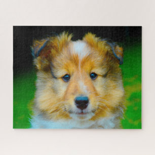 Shetland Sheepdog Puzzle.