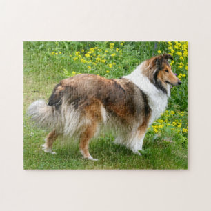 Shetland Sheepdog - Sheltie Dog