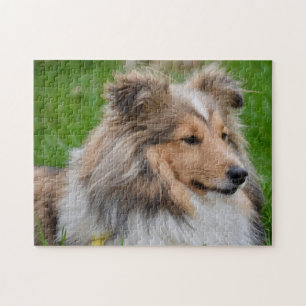 Shetland Sheepdog - Sheltie Dog