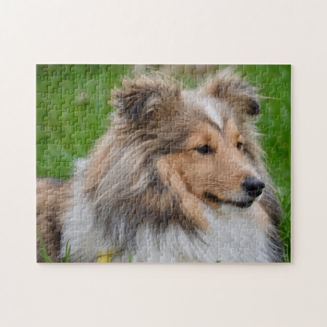 Shetland Sheepdog - Sheltie Dog (Horizontal)