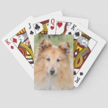 Shetland Sheepdog - Sheltie Dog