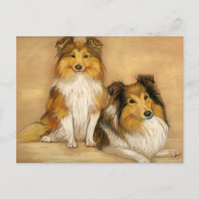 Shetland Sheepdog Sheltie Hund Kunst Postkarte (Vorderseite)