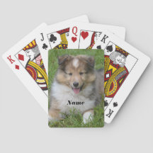 Shetland Sheepdog - Sheltie Puppy Dog