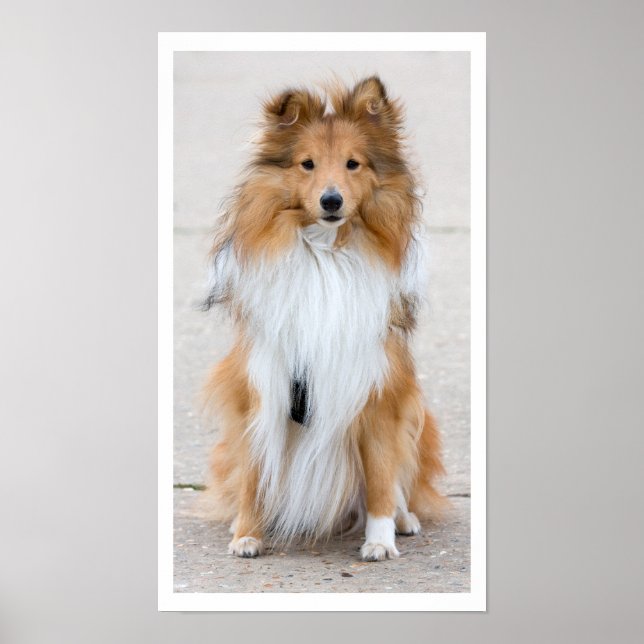 Shetland Sheepdog Sitzen Poster (Vorne)