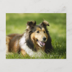 Shetland Sheepdog sitzt auf dem Gras Postkarte