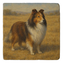 Shetland Sheepdog